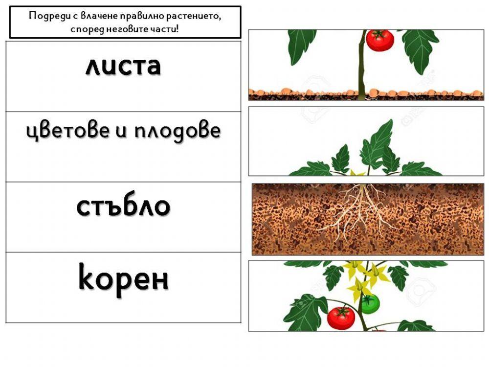 Околен свят - 1.клас exercise | Live Worksheets