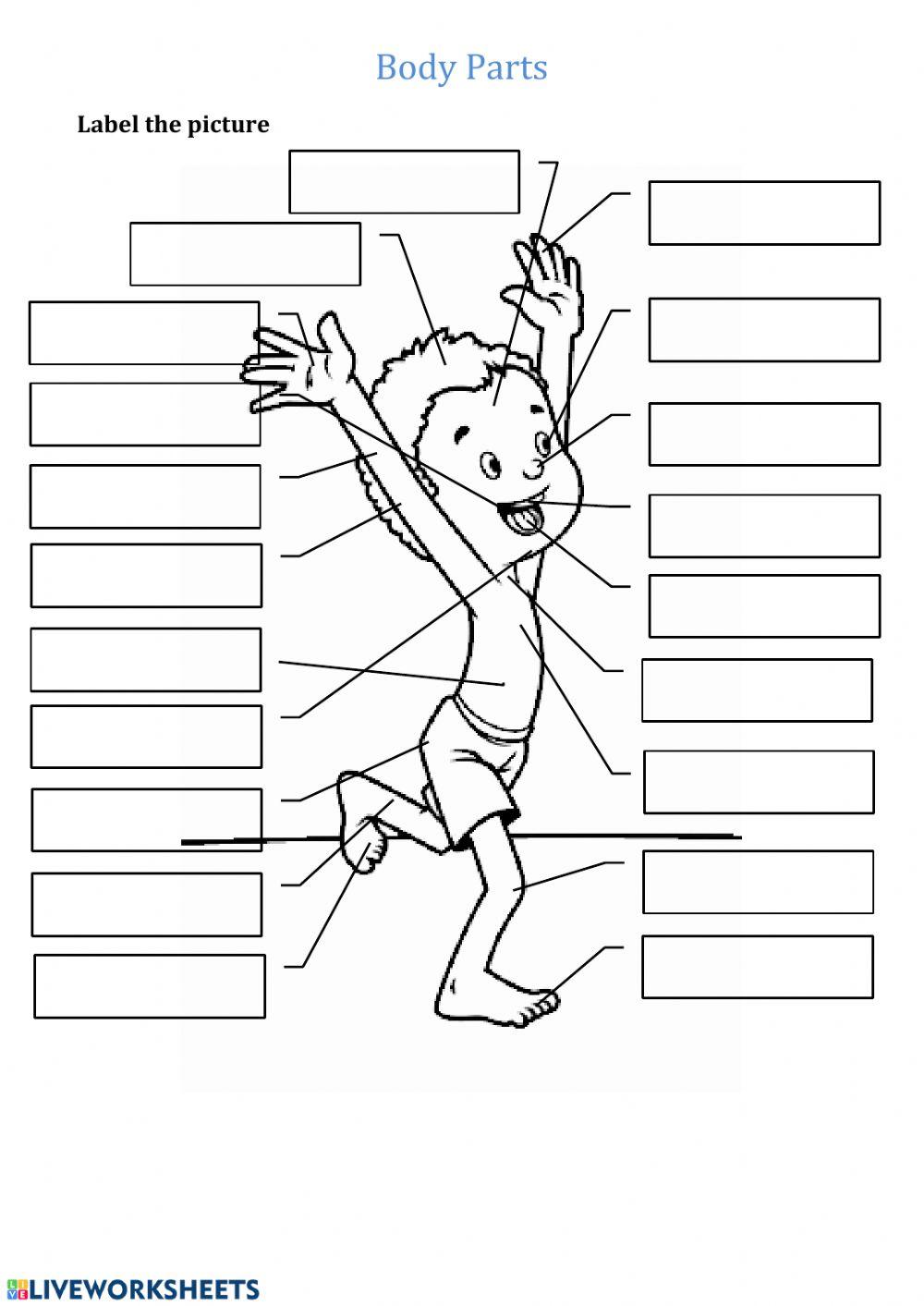 body-parts-online-pdf-worksheet-live-worksheets