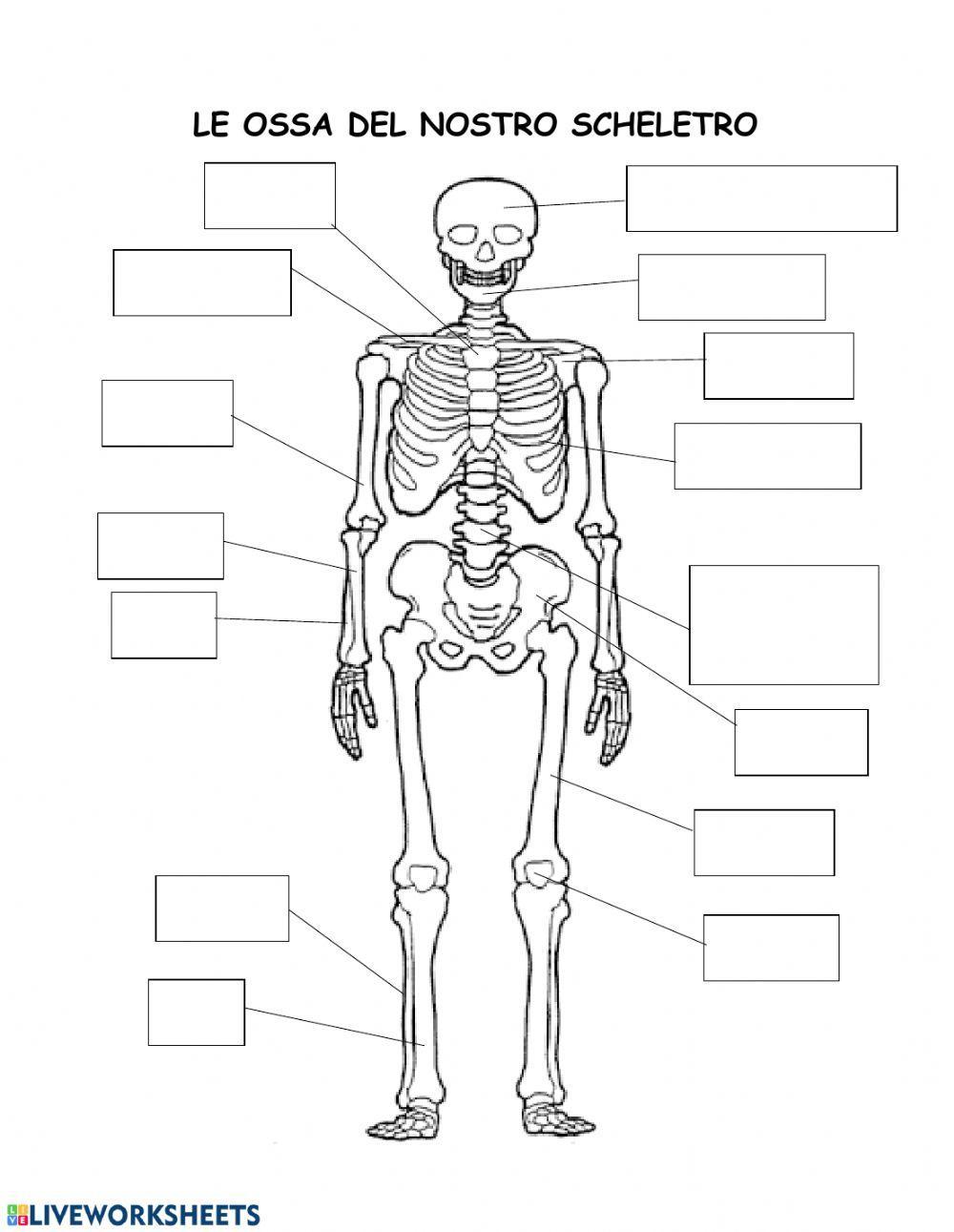 Ossa dello scheletro