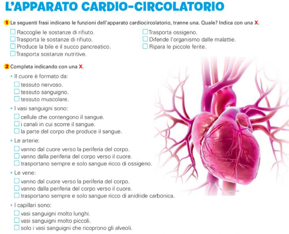 L'apparato cardio-circolatorio 1