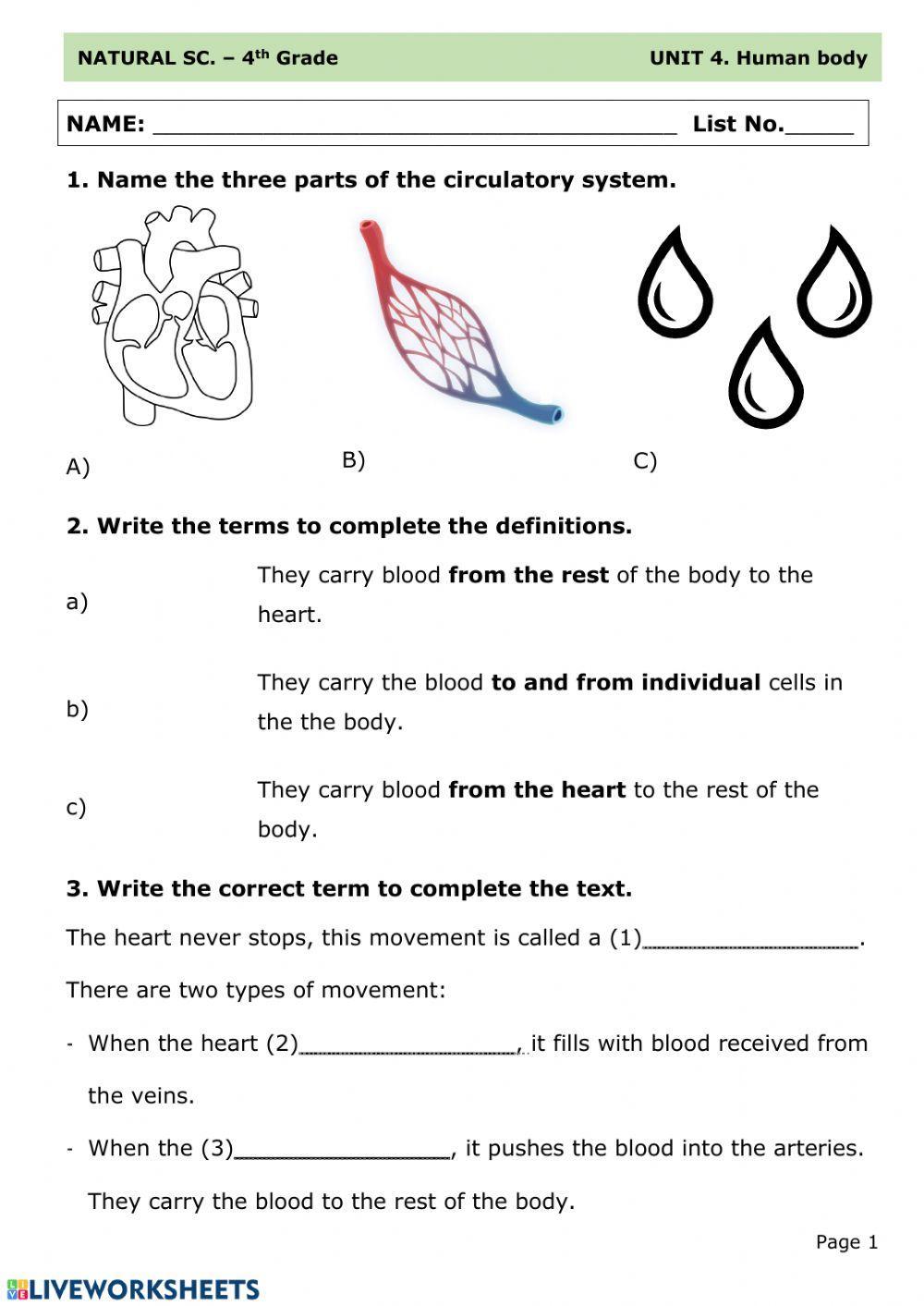 Circulatory system