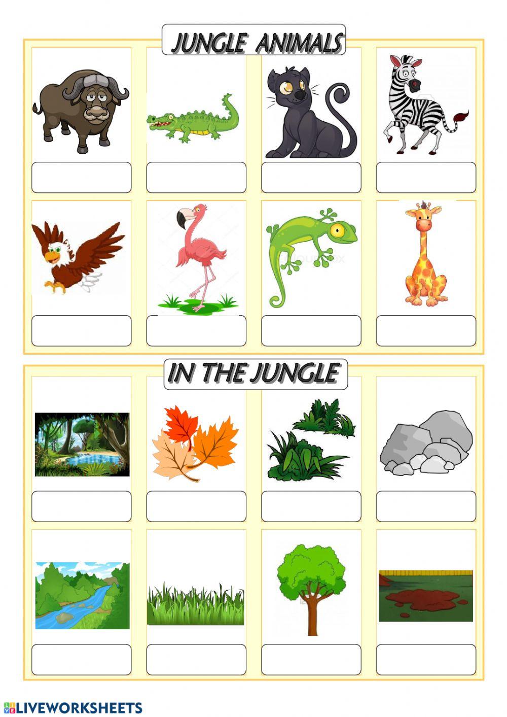 Jungle vocabulary
