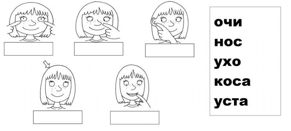 Части на тялото