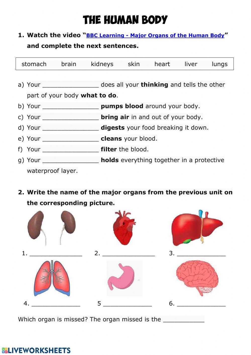 Human body