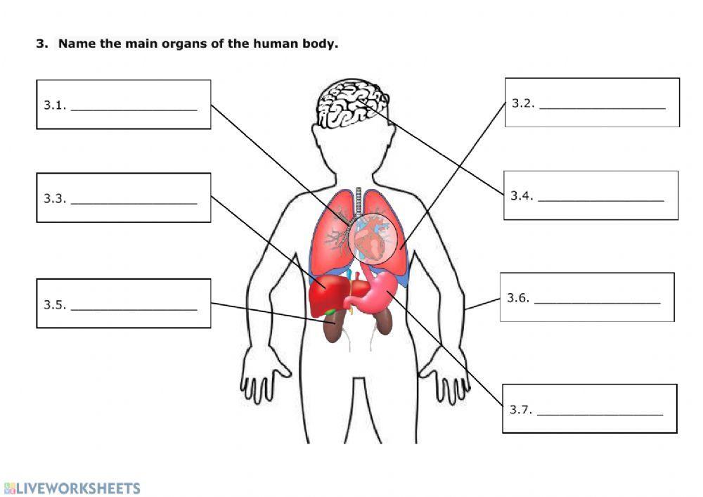 Human body Human body