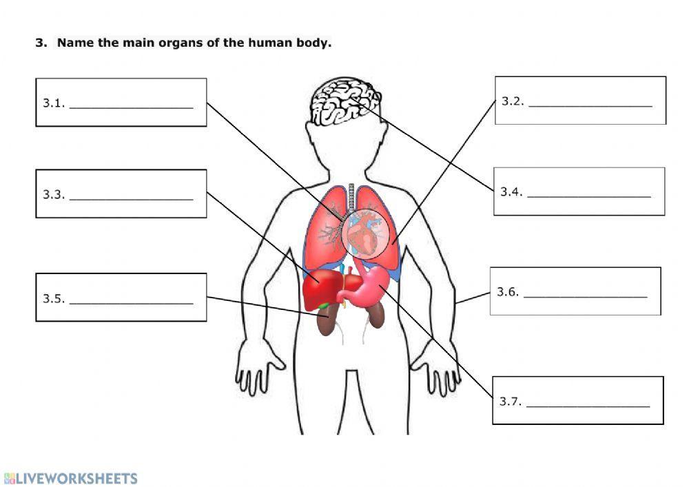 Human body