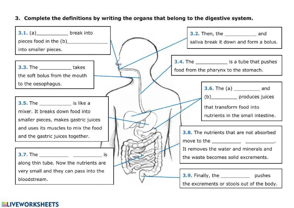 NUTRITION 2 - Digestive System