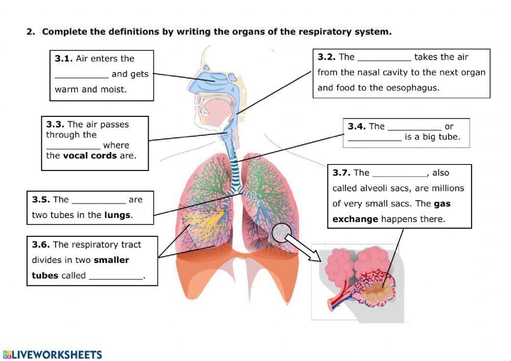 NUTRITION 3 - Respiratory System
