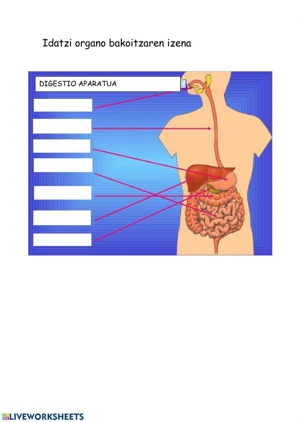 Digestio aparatuko organoak