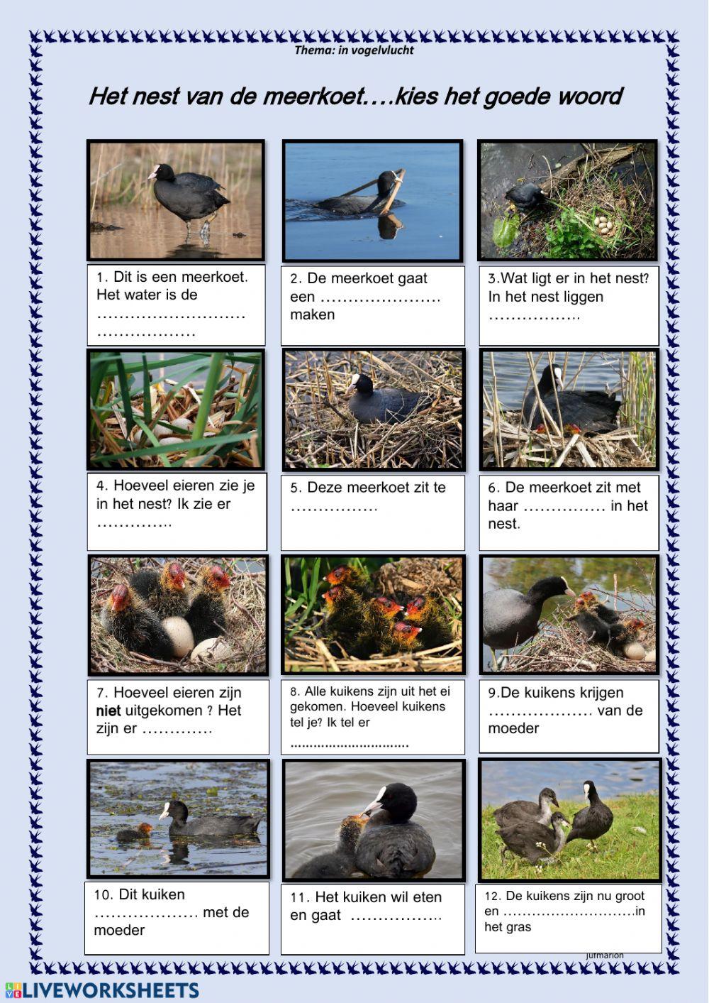 Het nest van de meerkoet