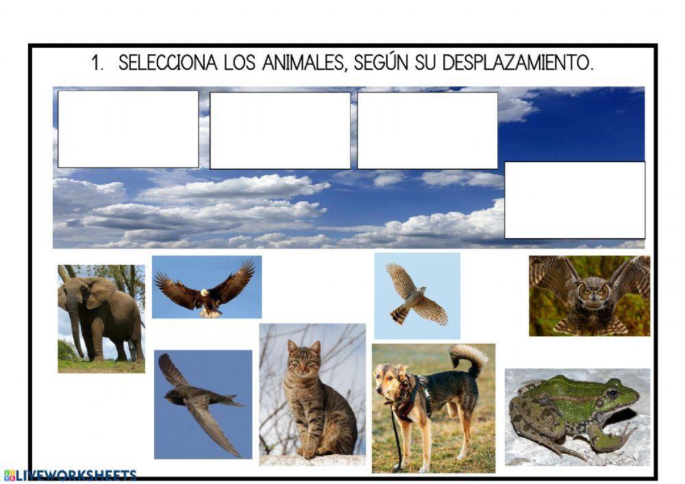 Animales desplazamiento