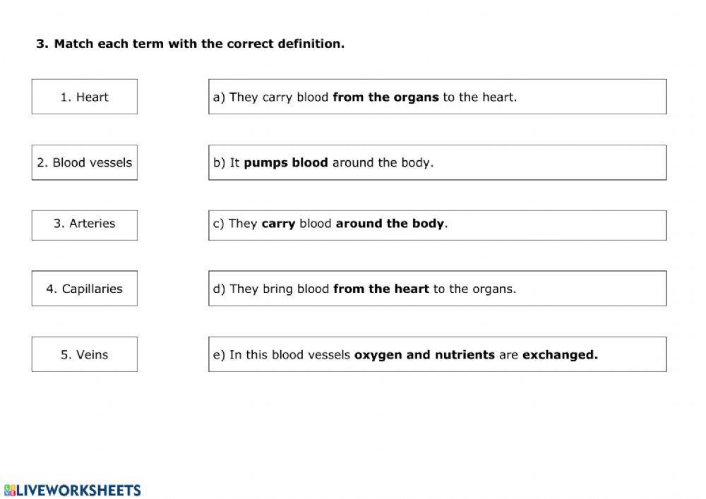 NUTRITION 5 - Circulatory system
