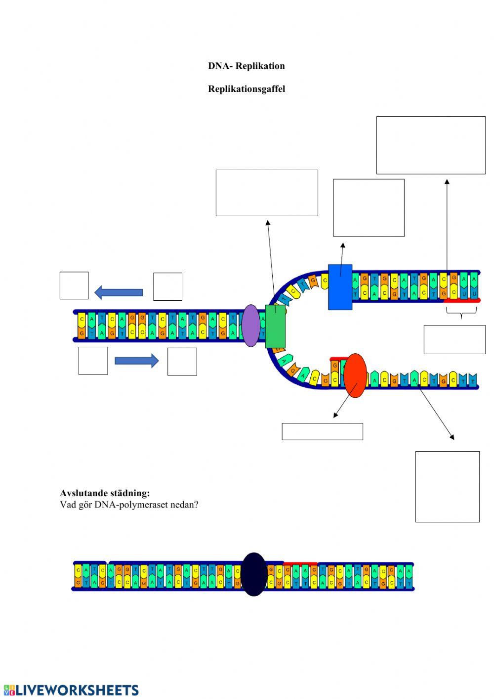 DNA-replikation