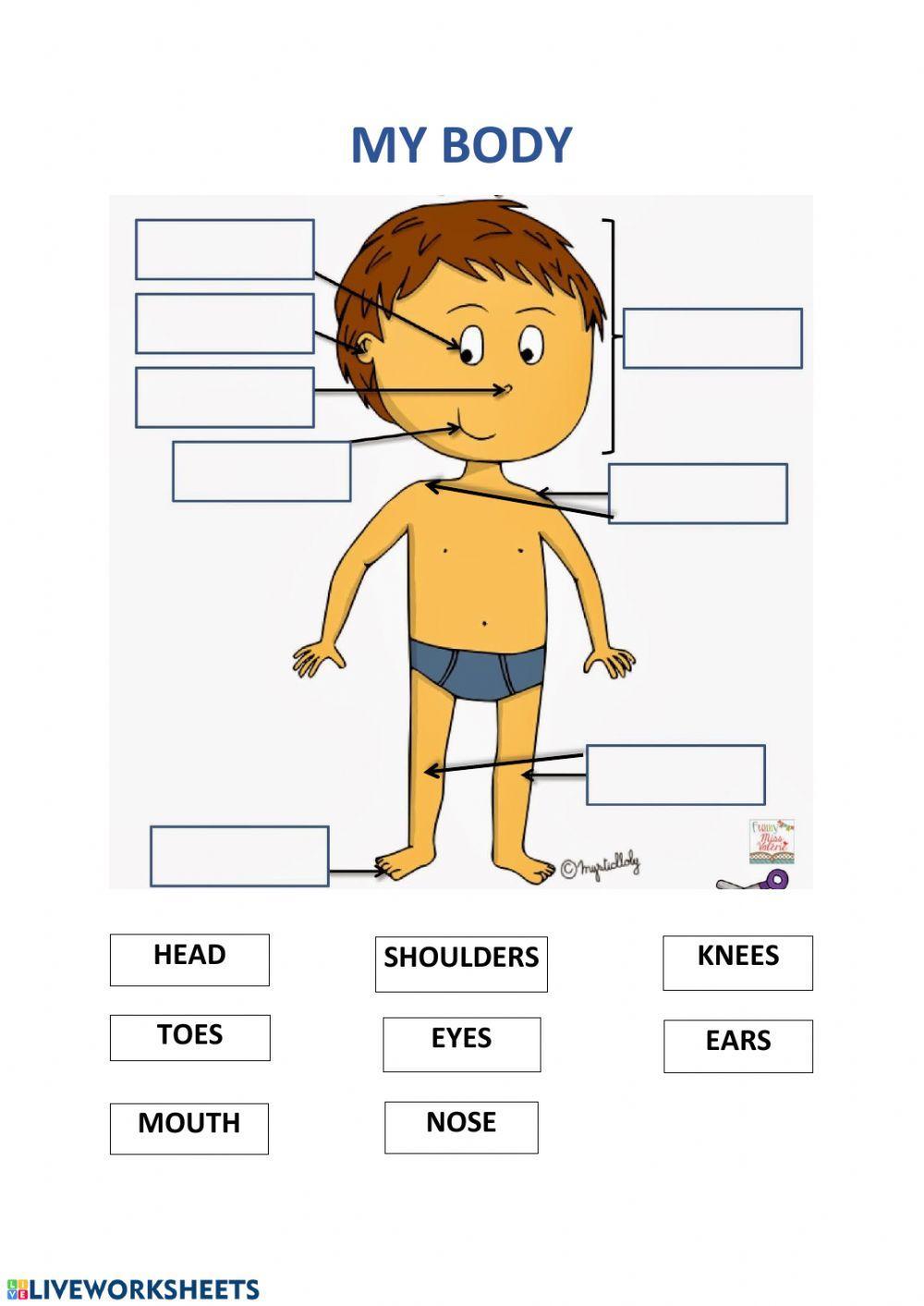 Head Shoulders And Knees And Toes MY BODY - Head Shoulders Knees and Toes worksheet | Live Worksheets