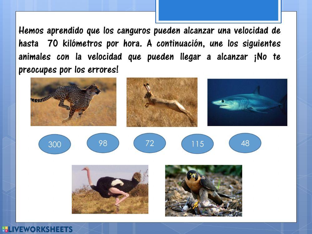 Lectura La leyenda del canguro