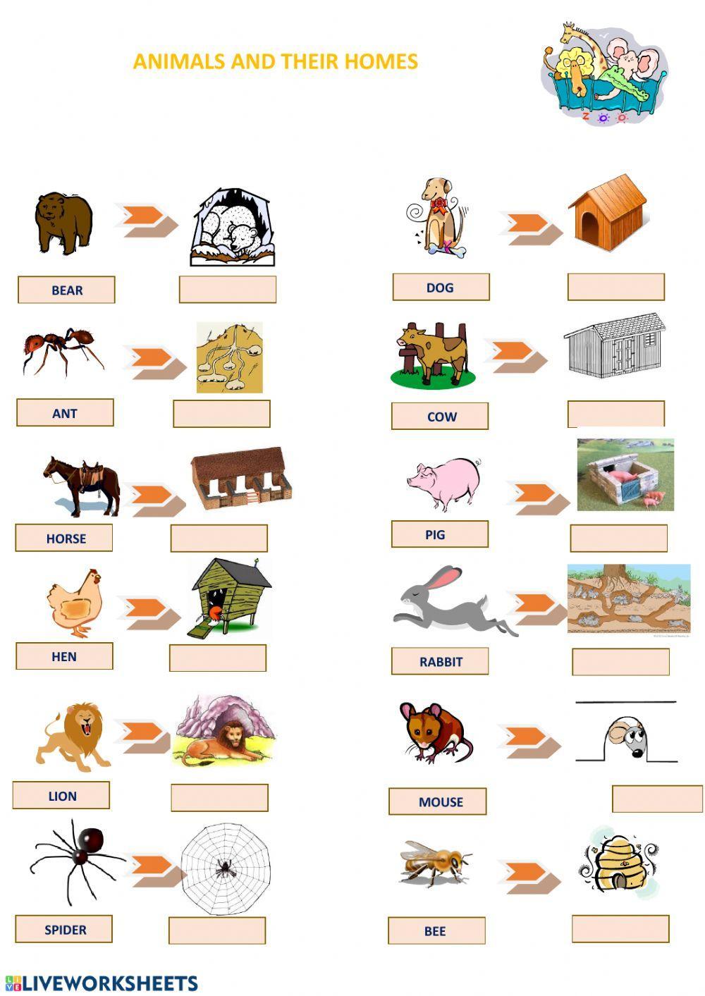 Animals and their homes