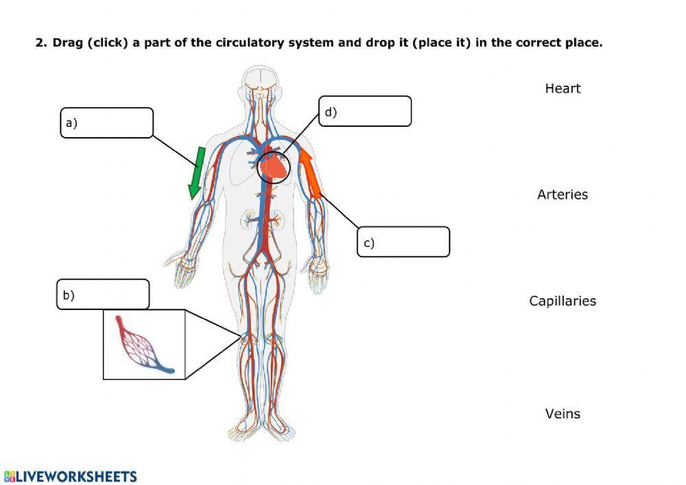 Circulatory System Diagram For Grade 5