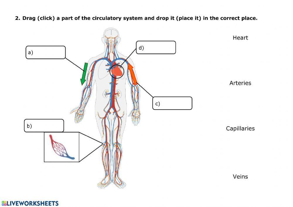 NUTRITION 5 - Circulatory system