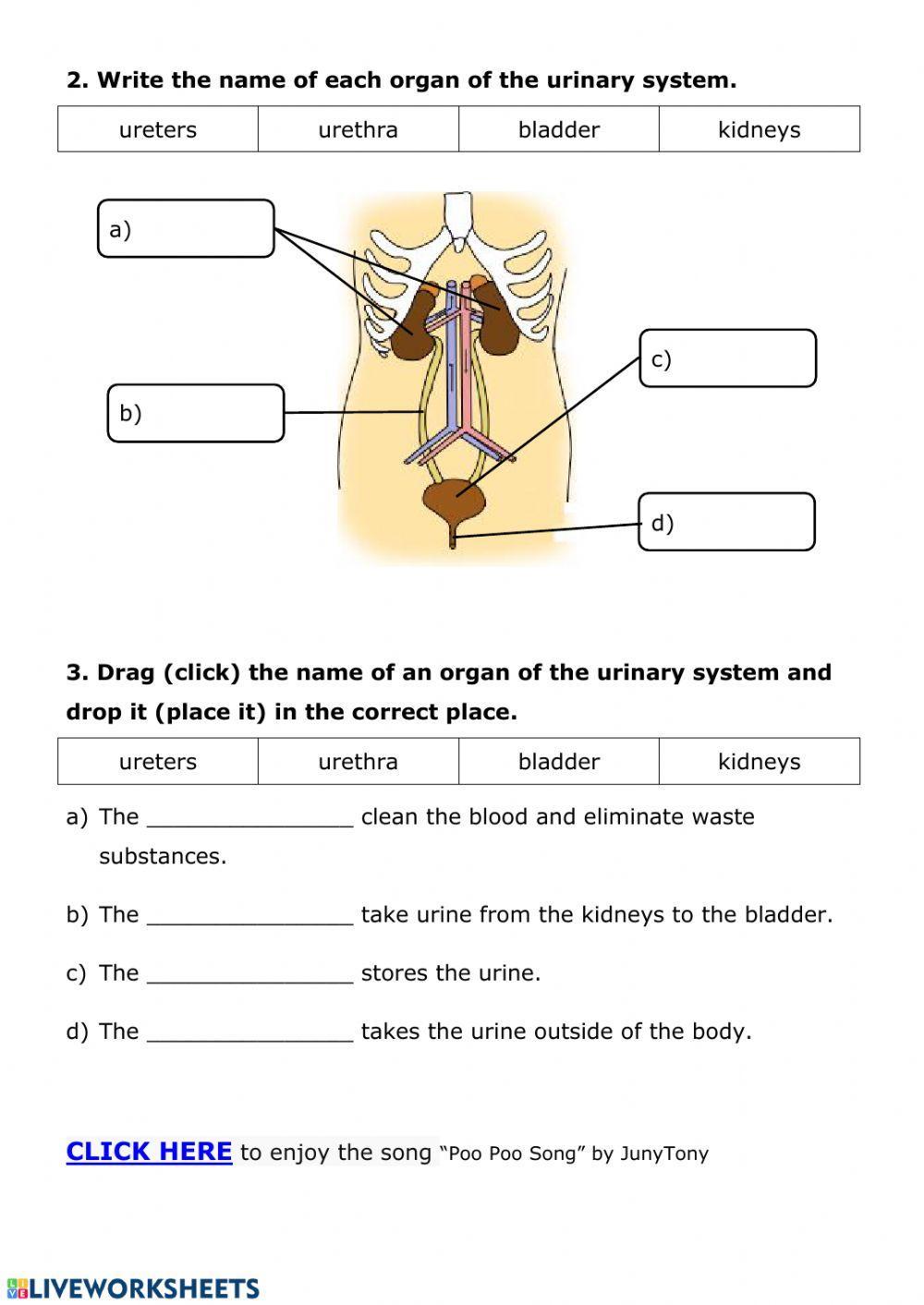 NUTRITION 6 - Urinary system