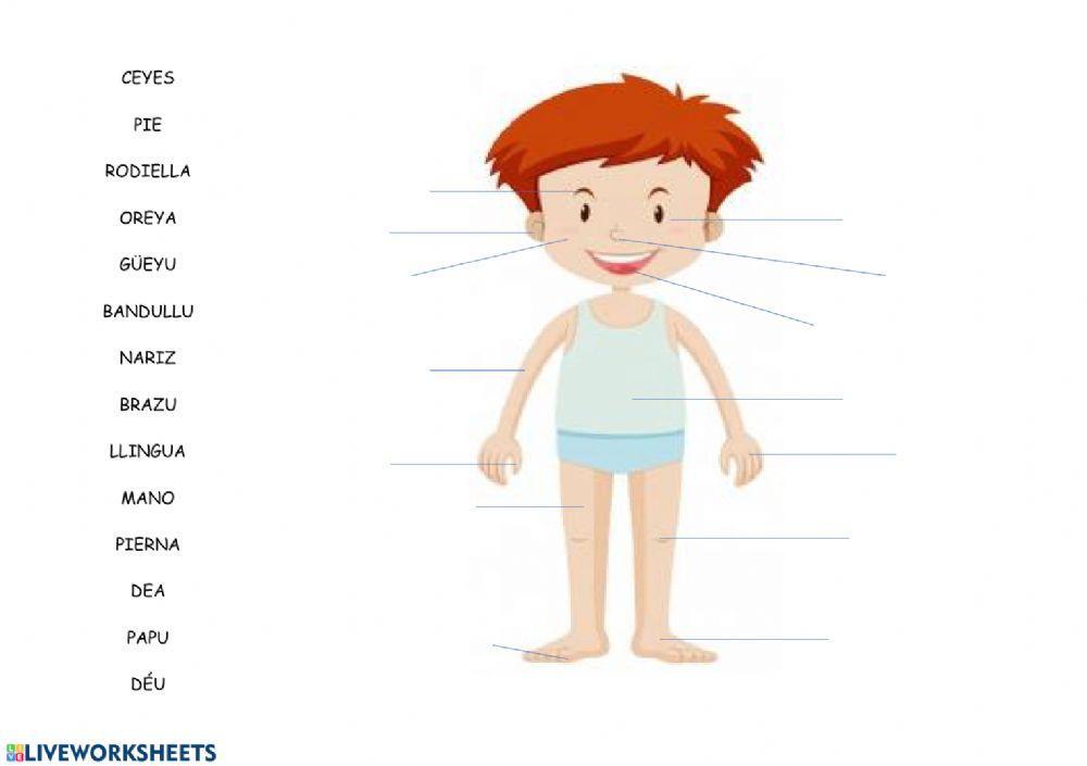 Les partes del cuerpu