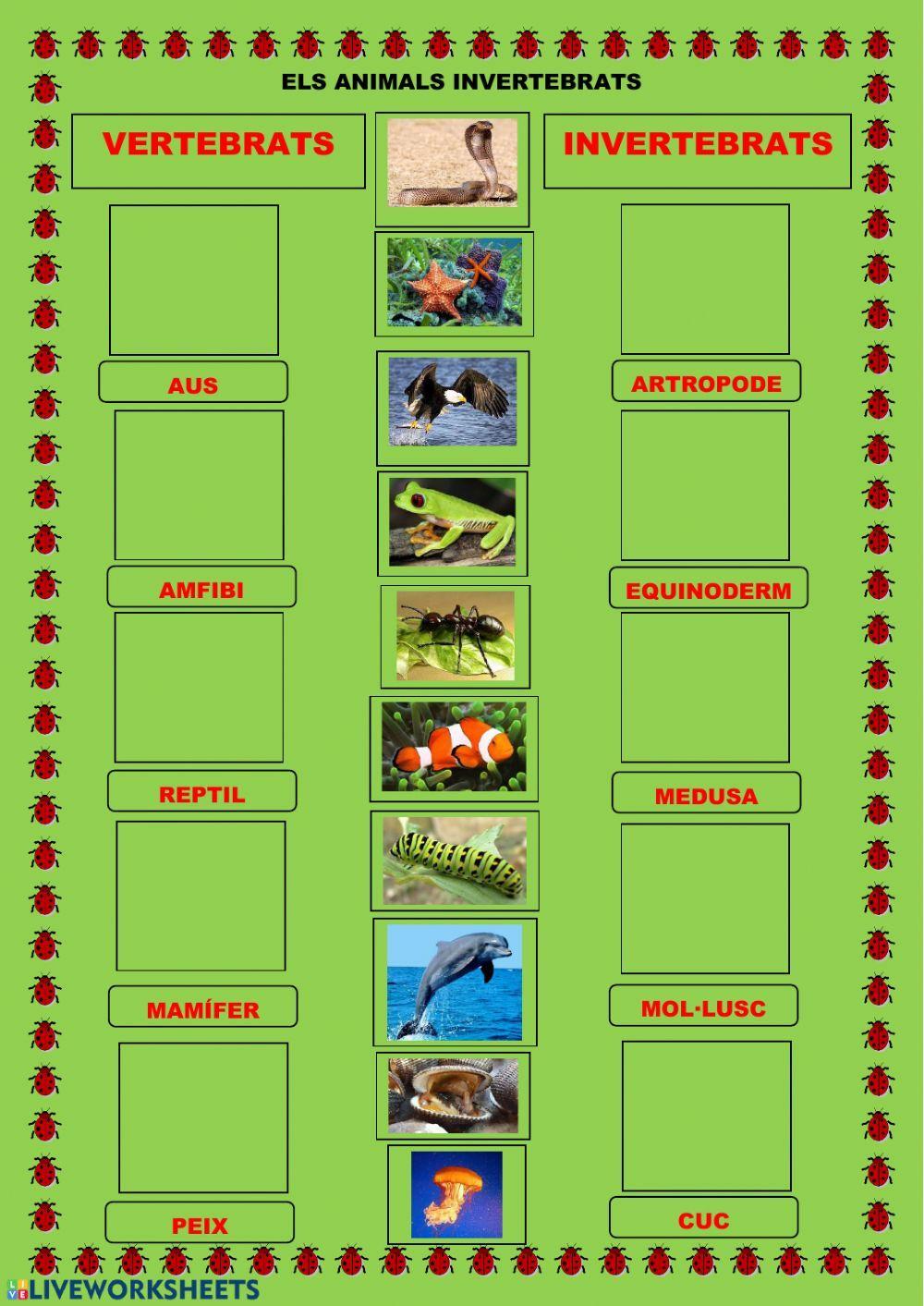 Animals invertebrats Animals invertebrats