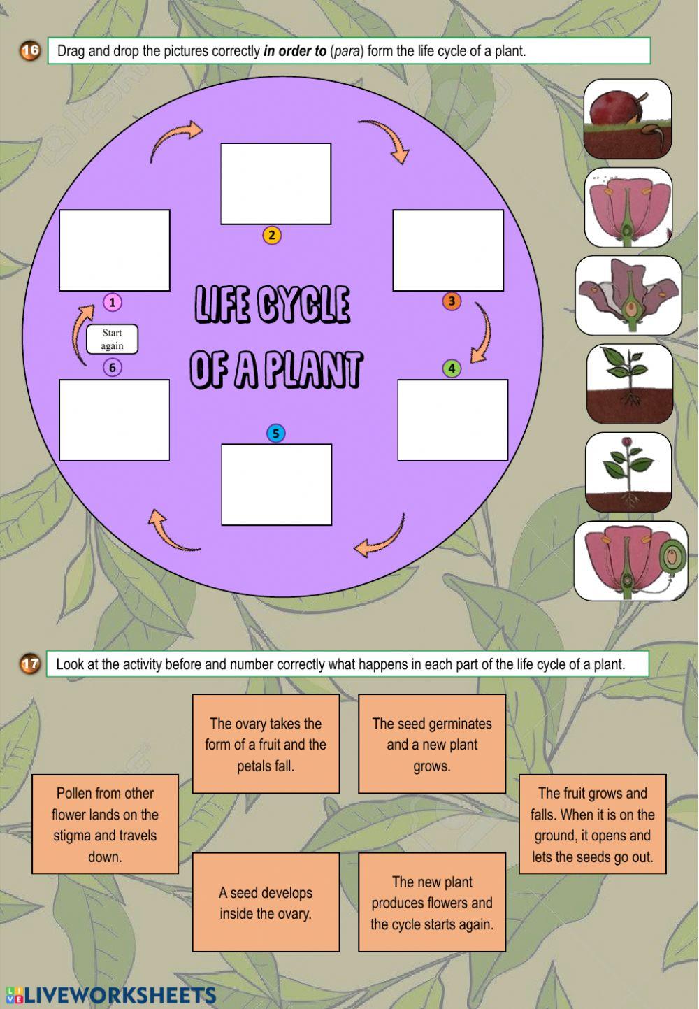 Plant activities 2