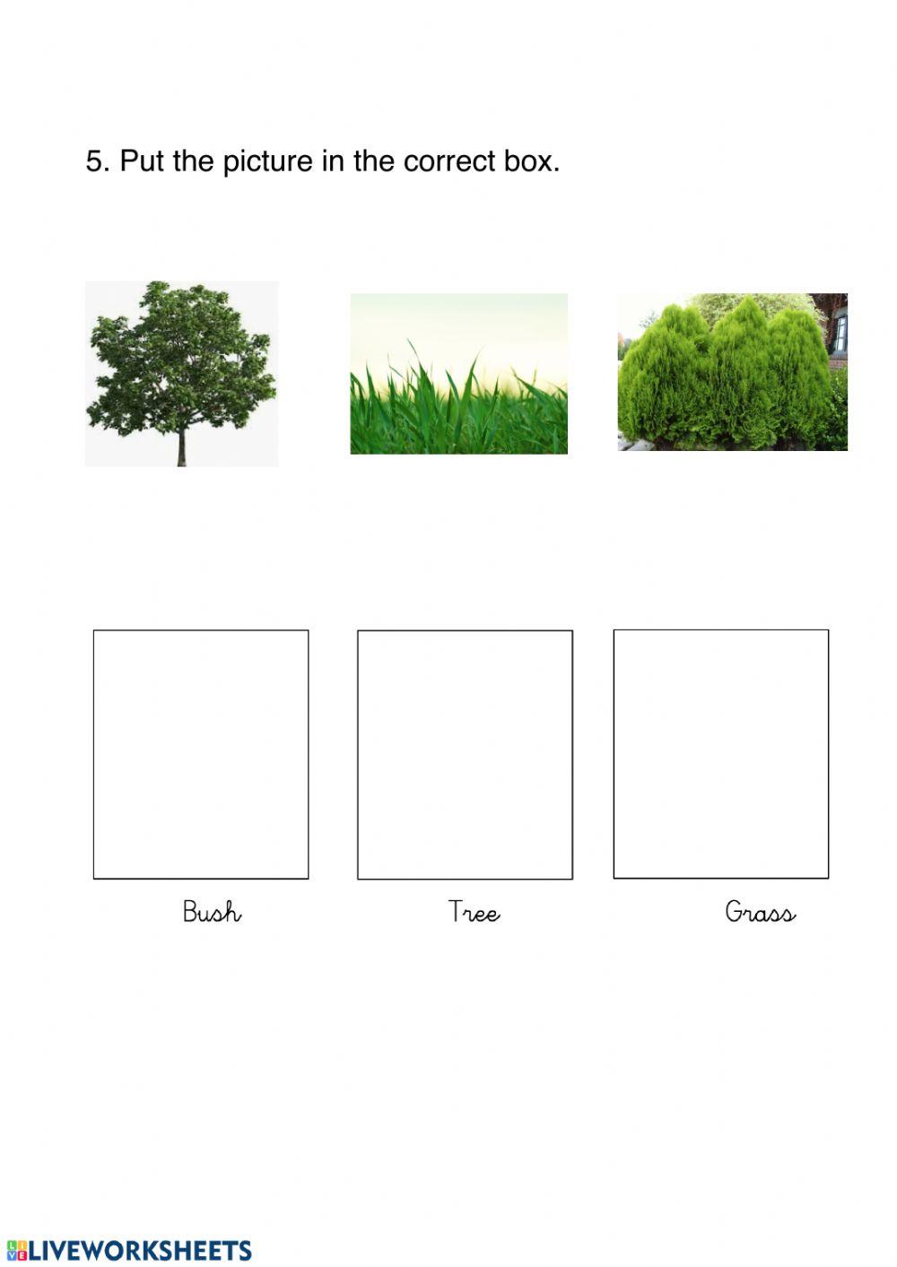 Living things and plants