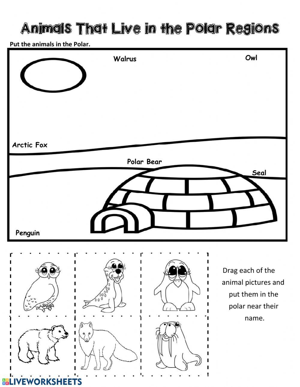 Polar Animals Printable Worksheets