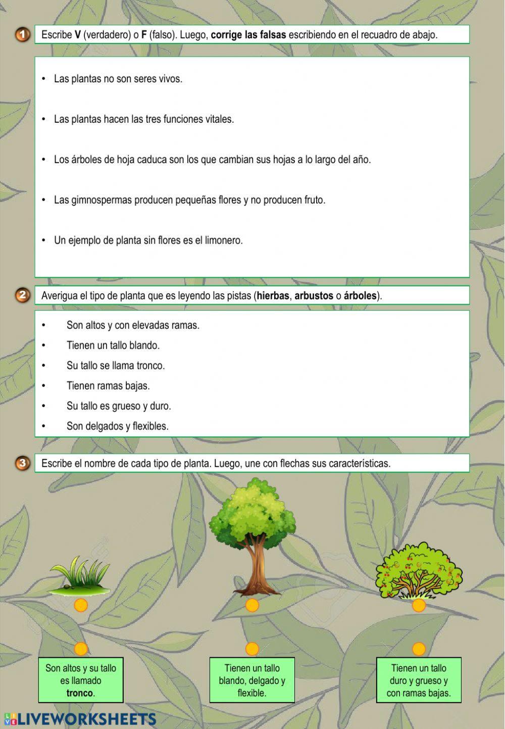 Reino de las plantas