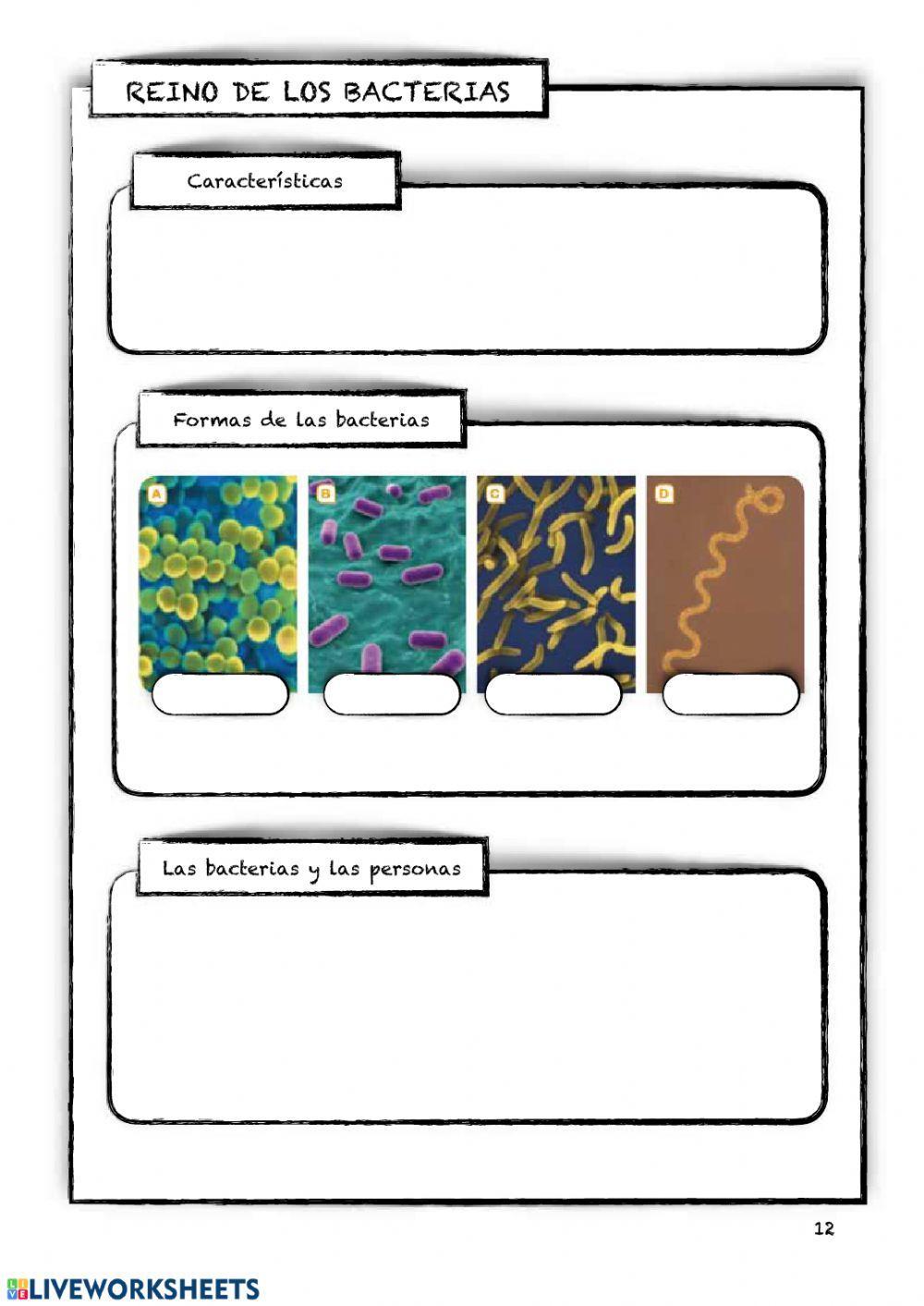 Hongos, Protozoos y Bacterias