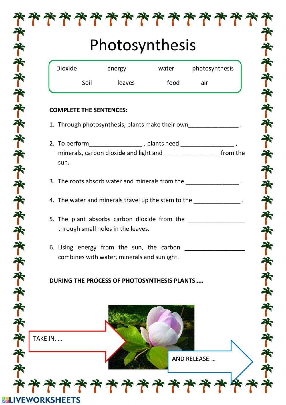 Photosynthesys Photosynthesys