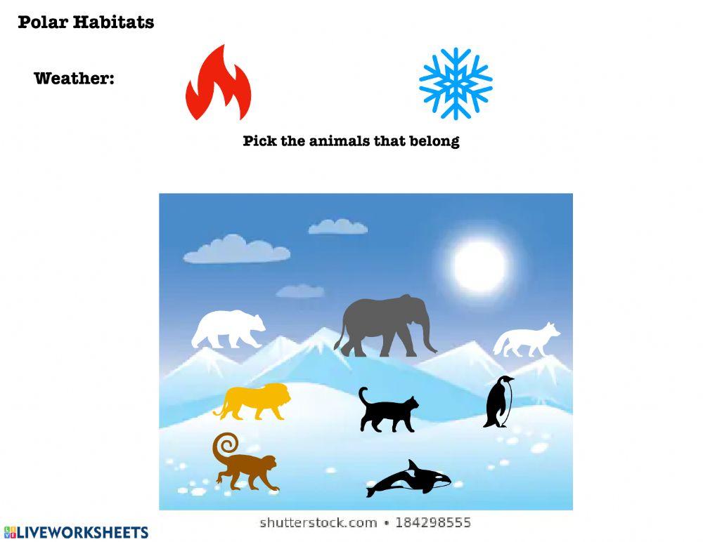 Polar Habitats Animals