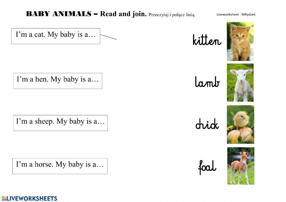 Baby animals vocabulary