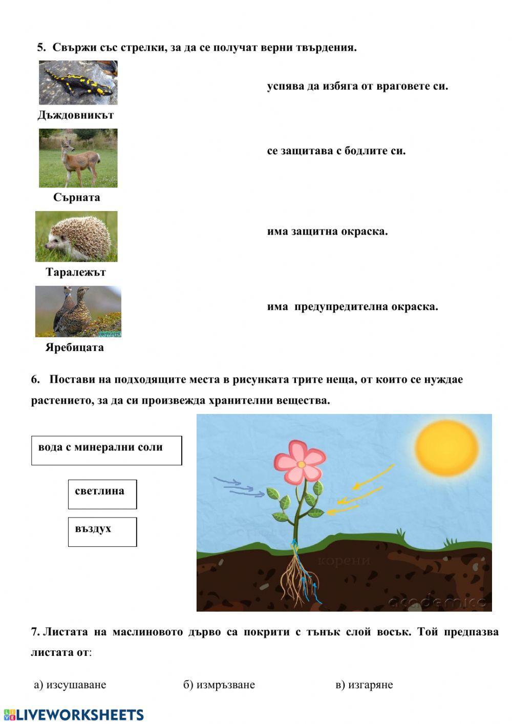 Самостоятелна работа - Живи организми