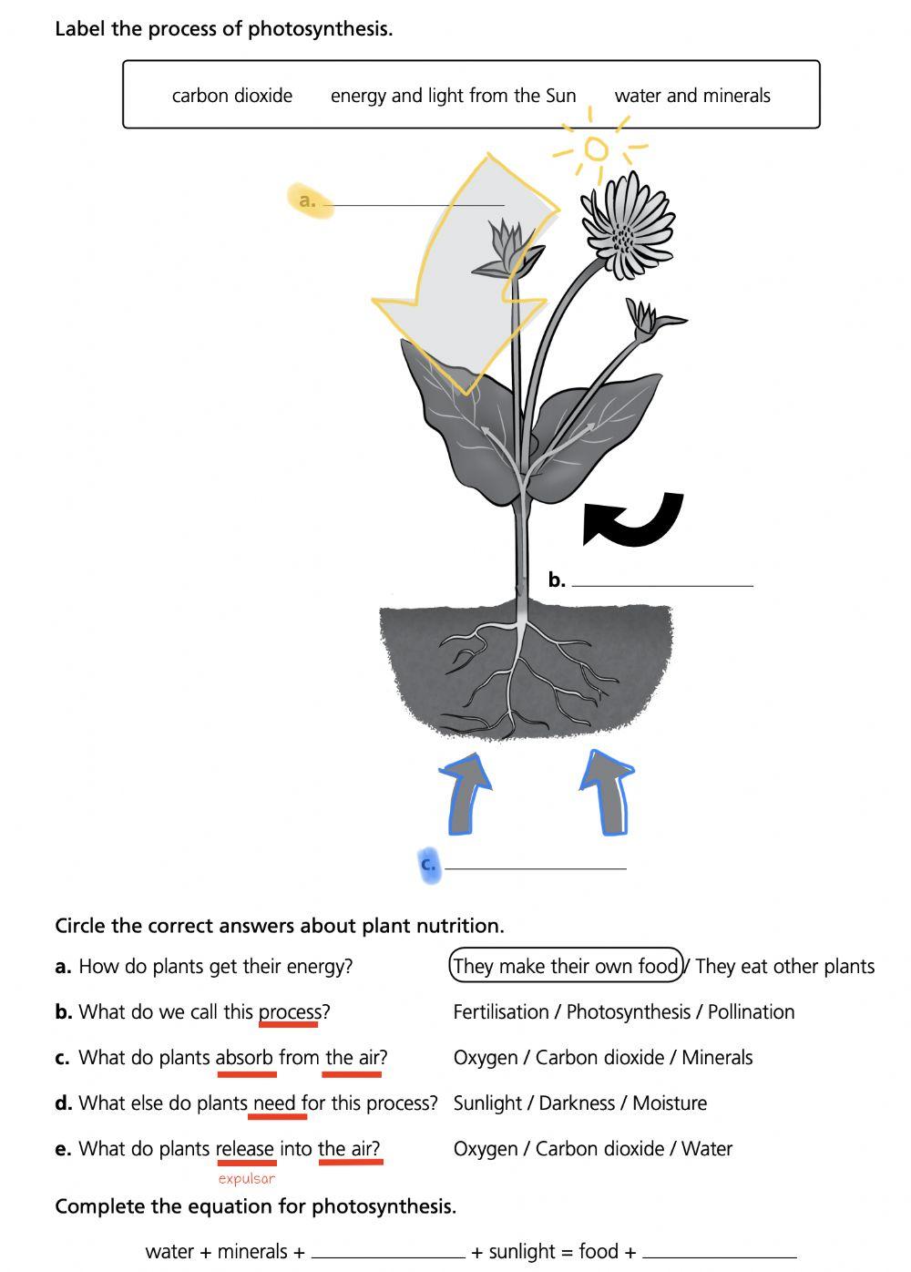 Photosynthesis easy
