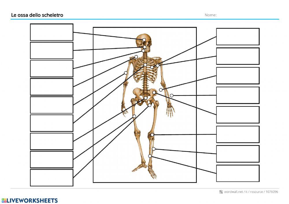 Le ossa dello scheletro