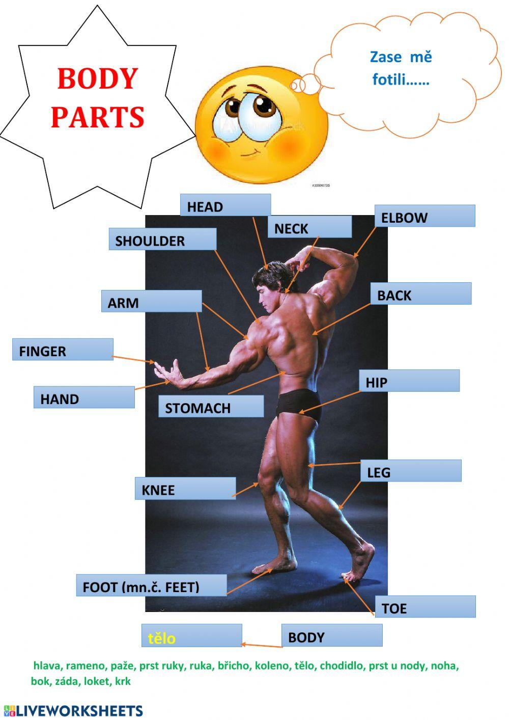 Body parts