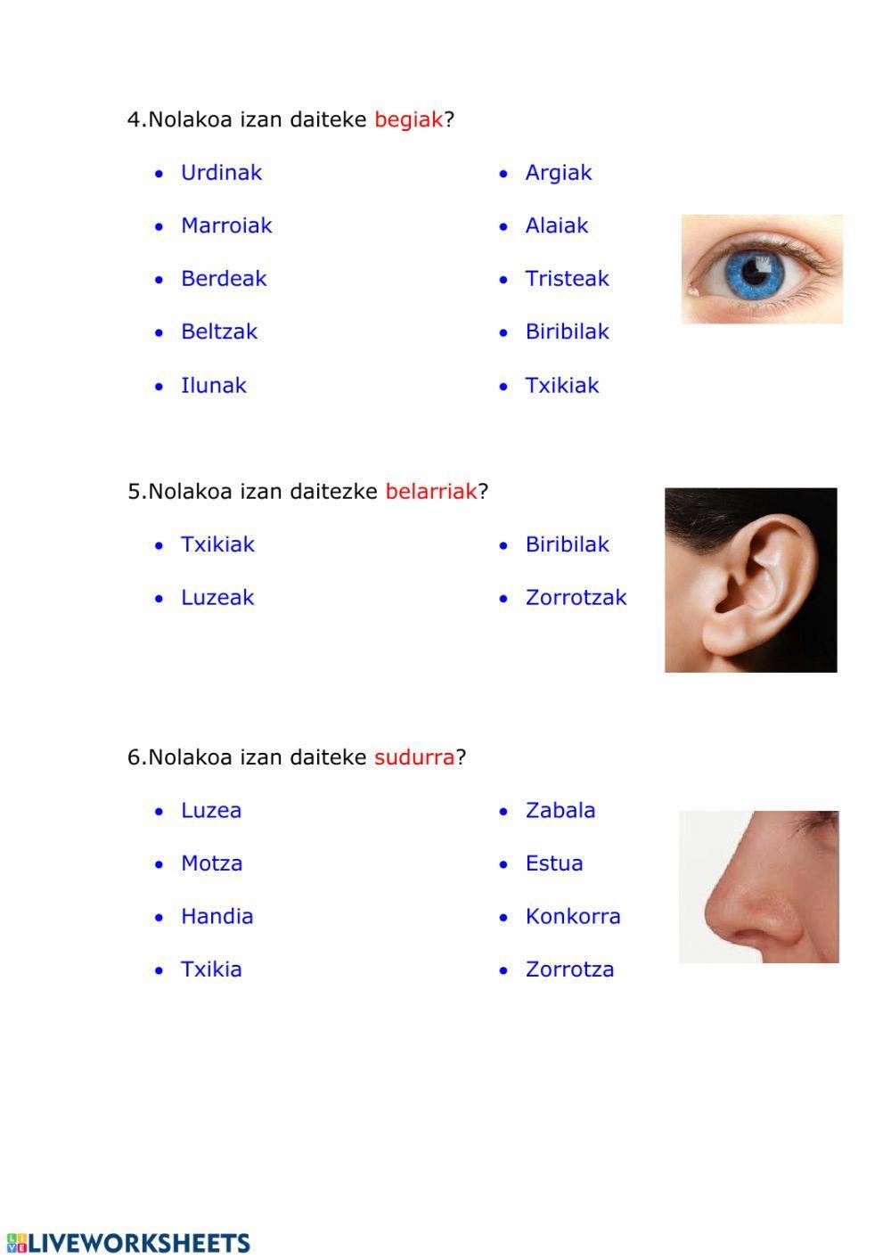 Deskribapena (kanpoko itxura)