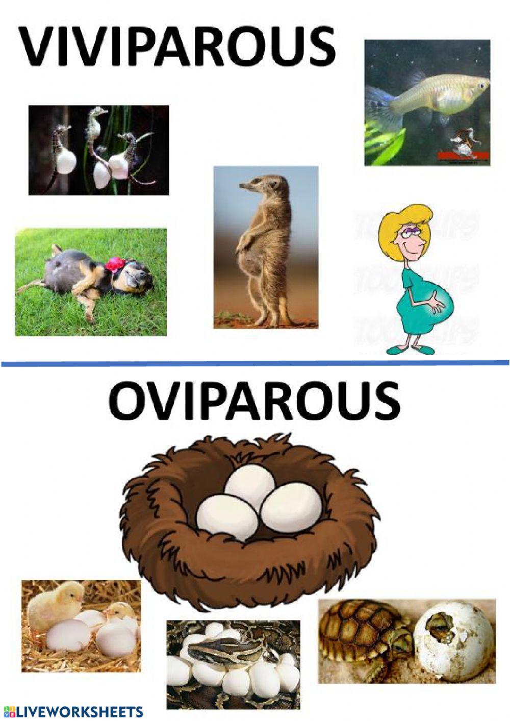 Viviparous, oviparous