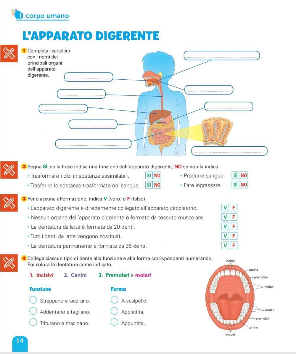 L'apparato digerente