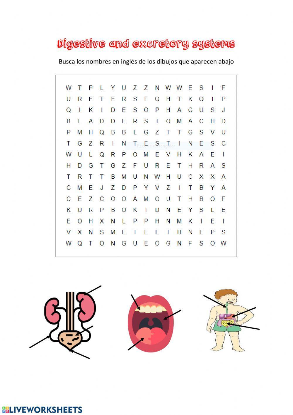 Aparato digestivo y excretor