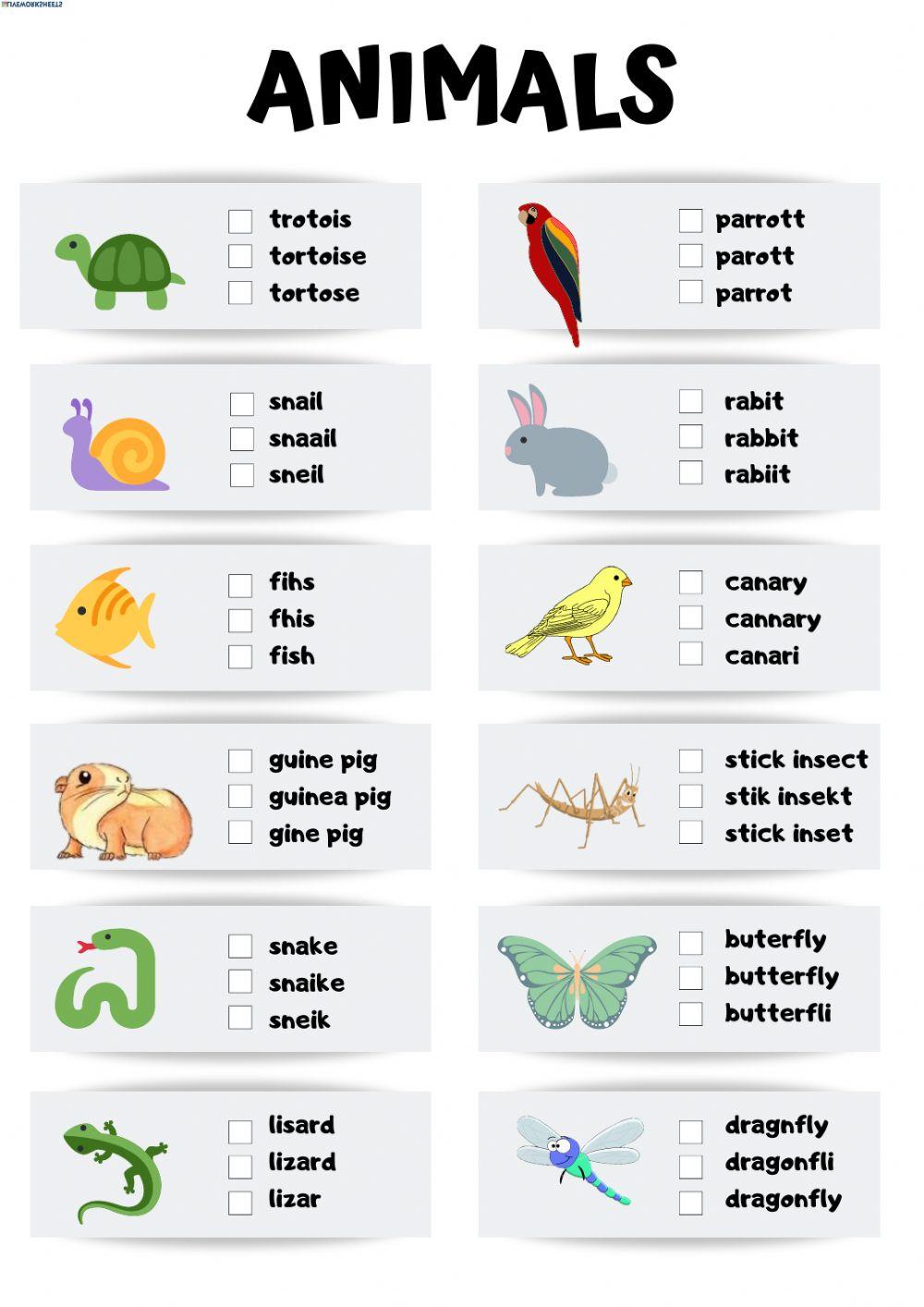 Vocabulary: animals