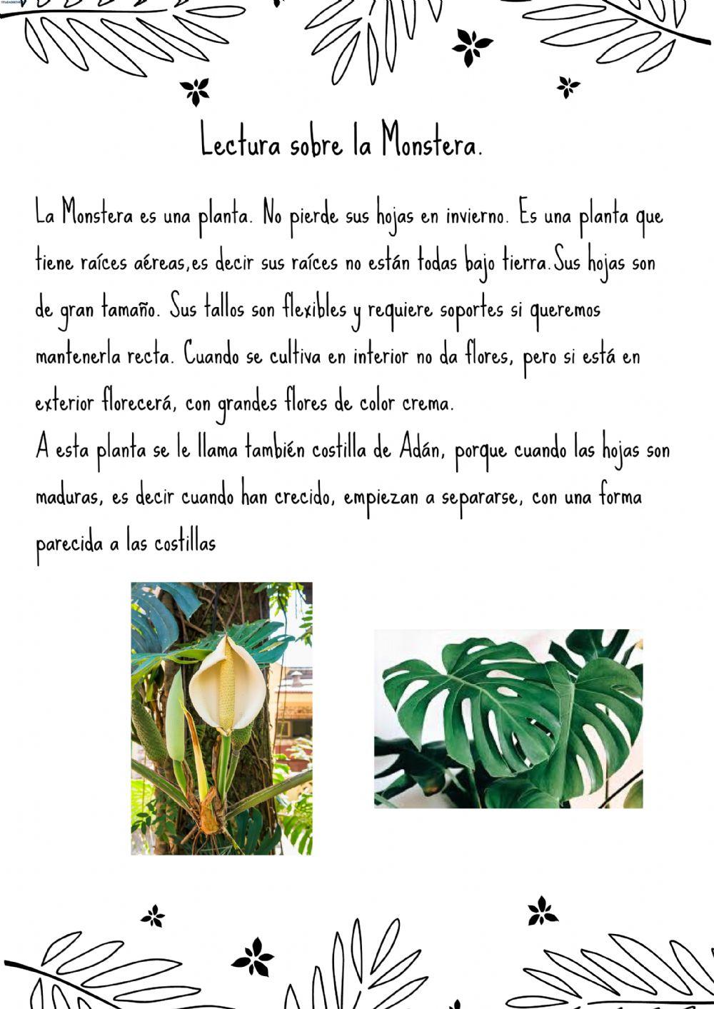 Ficha 1 planta noelia