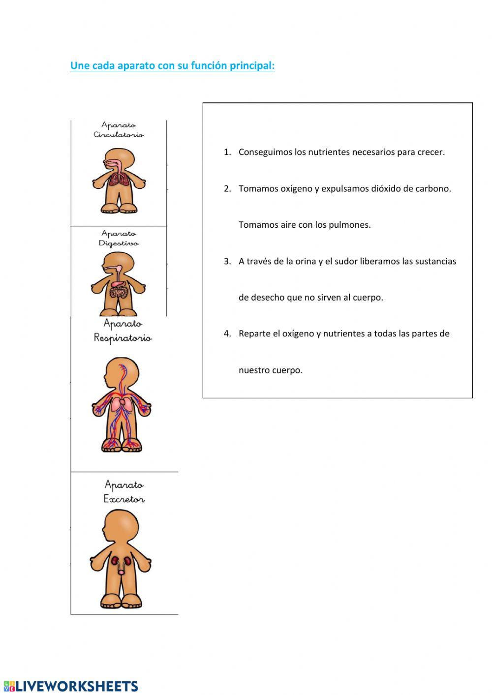 Une cada aparato con su función