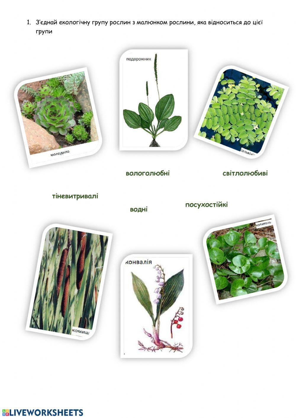 Екогрупи рослин