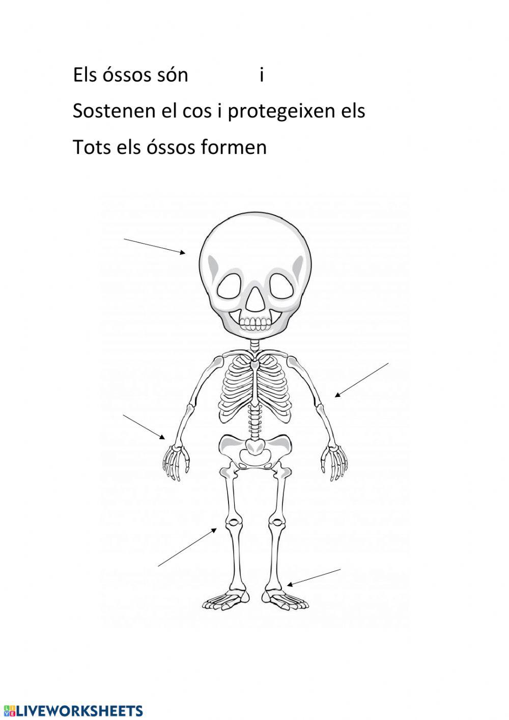 L'esquelet
