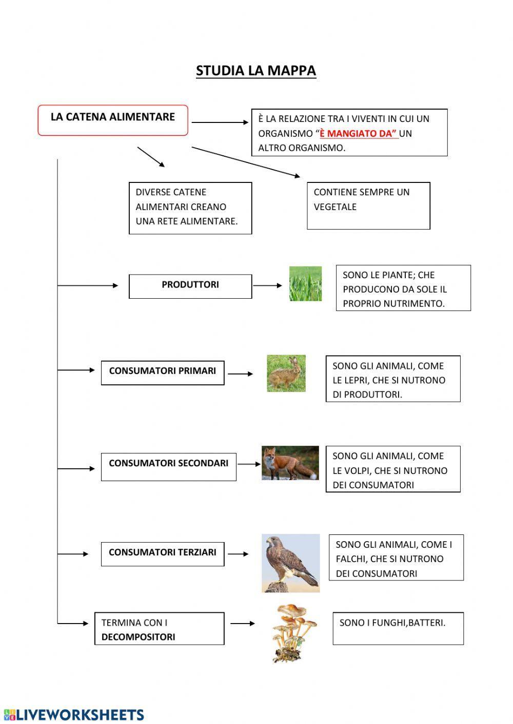 La catena alimentare