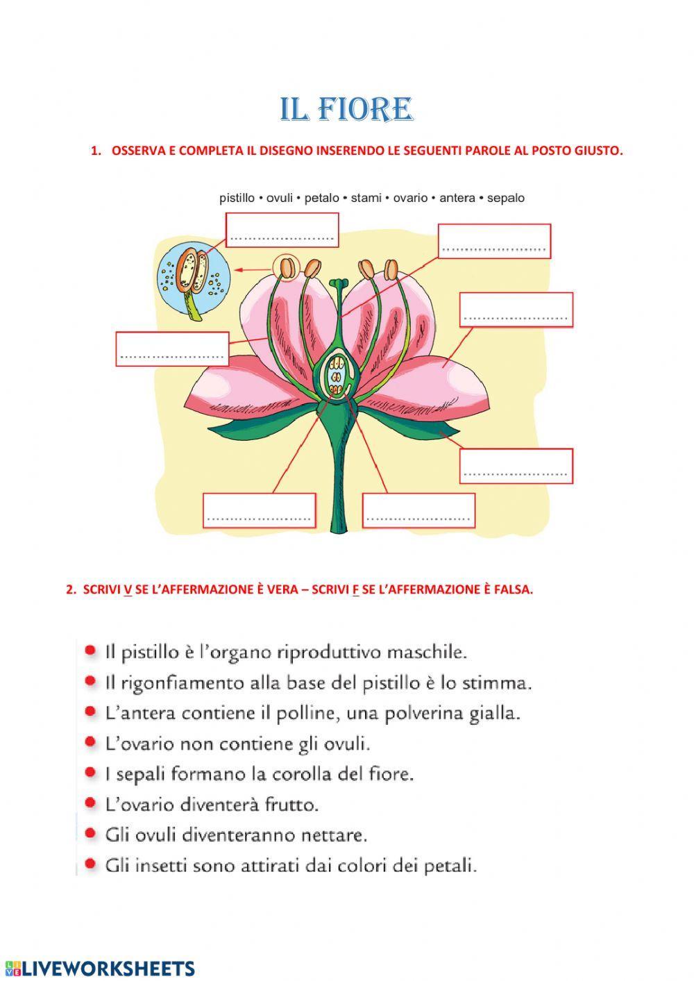 Il fiore