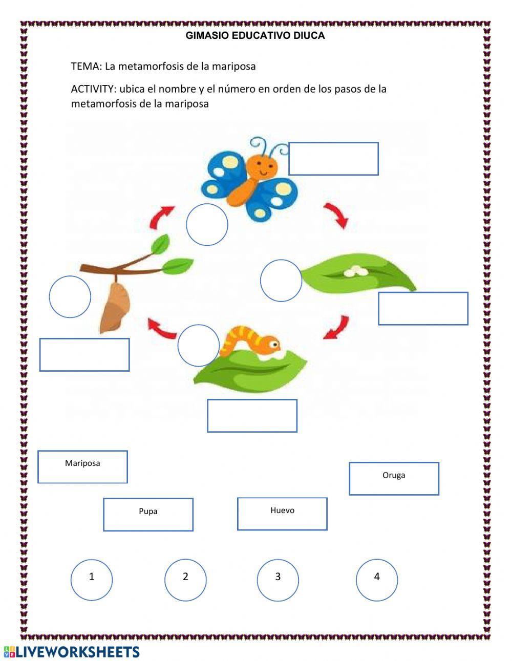 Metamorfosis de la mariposa