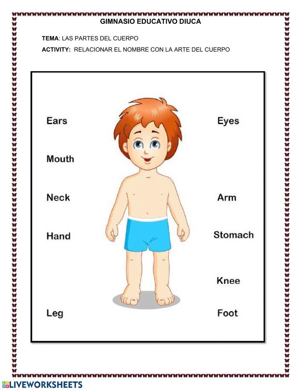 Las partes del cuerpo interactive worksheet Live Worksheets